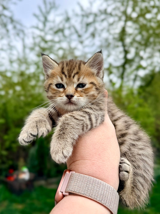 ** Reserved ** Loki - Green Collar
