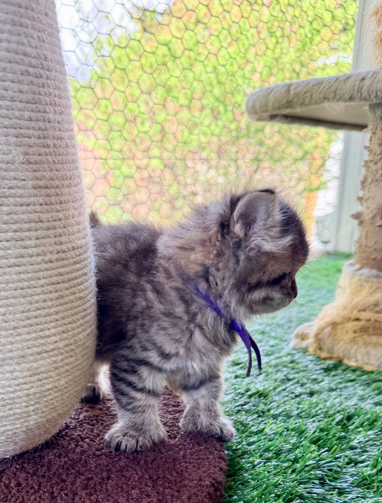** Reserved ** Octavia - Purple Collar