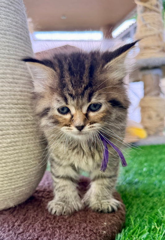 ** Reserved ** Octavia - Purple Collar