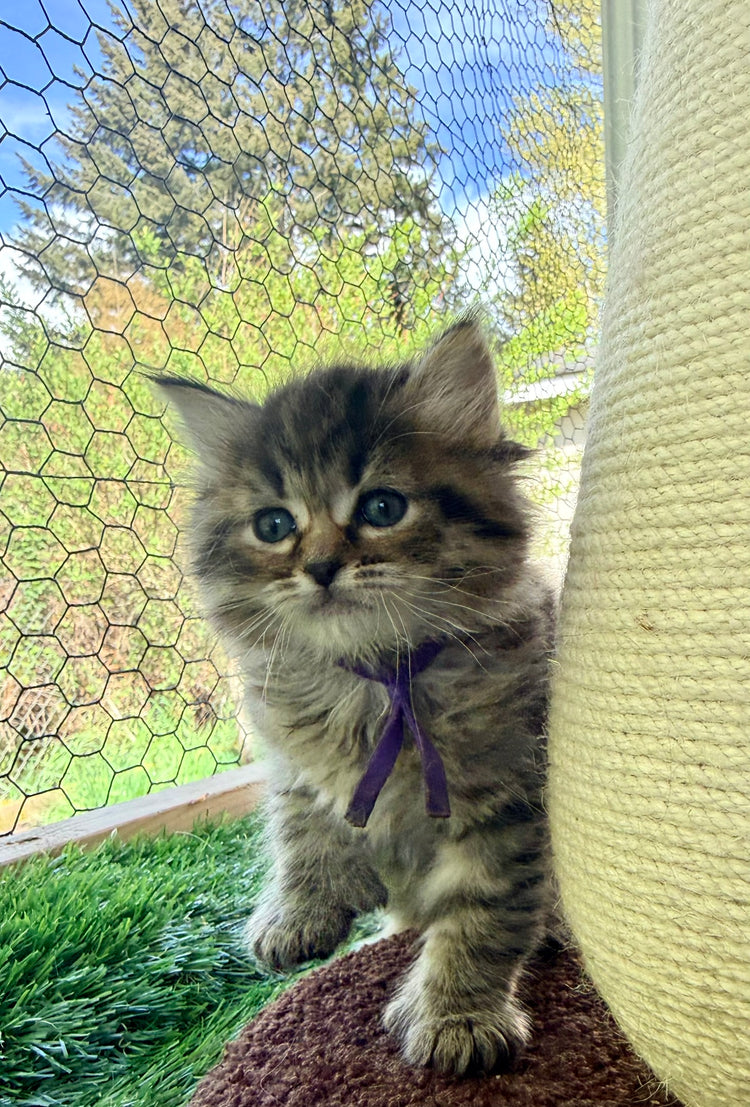 ** Reserved ** Octavia - Purple Collar