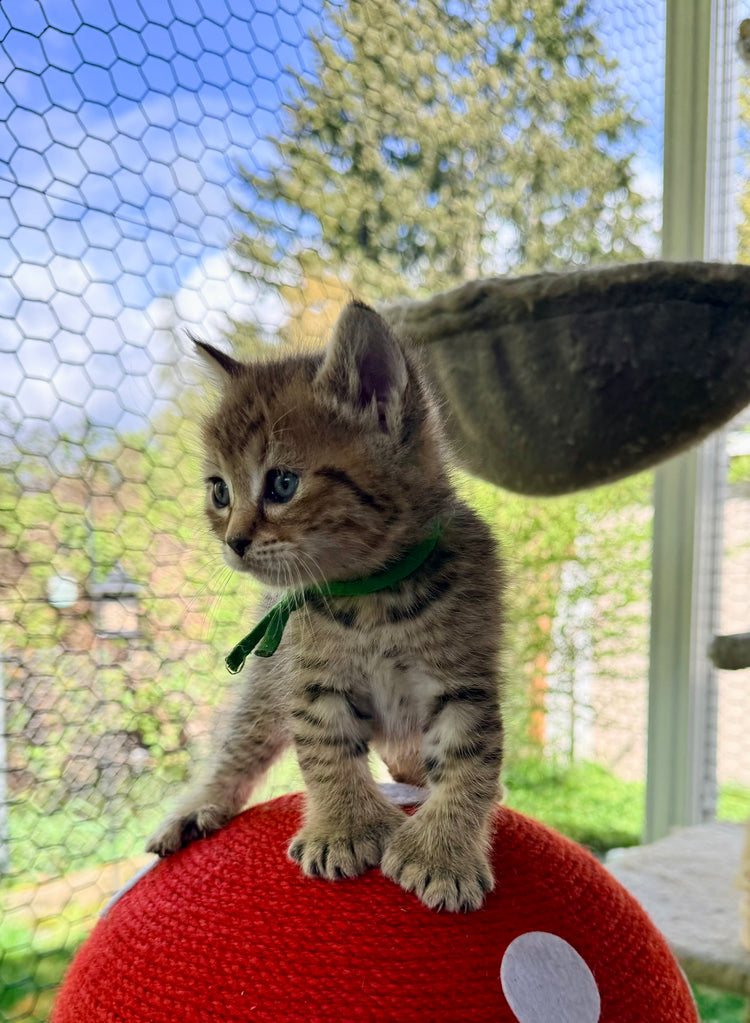 ** Reserved ** Loki - Green Collar