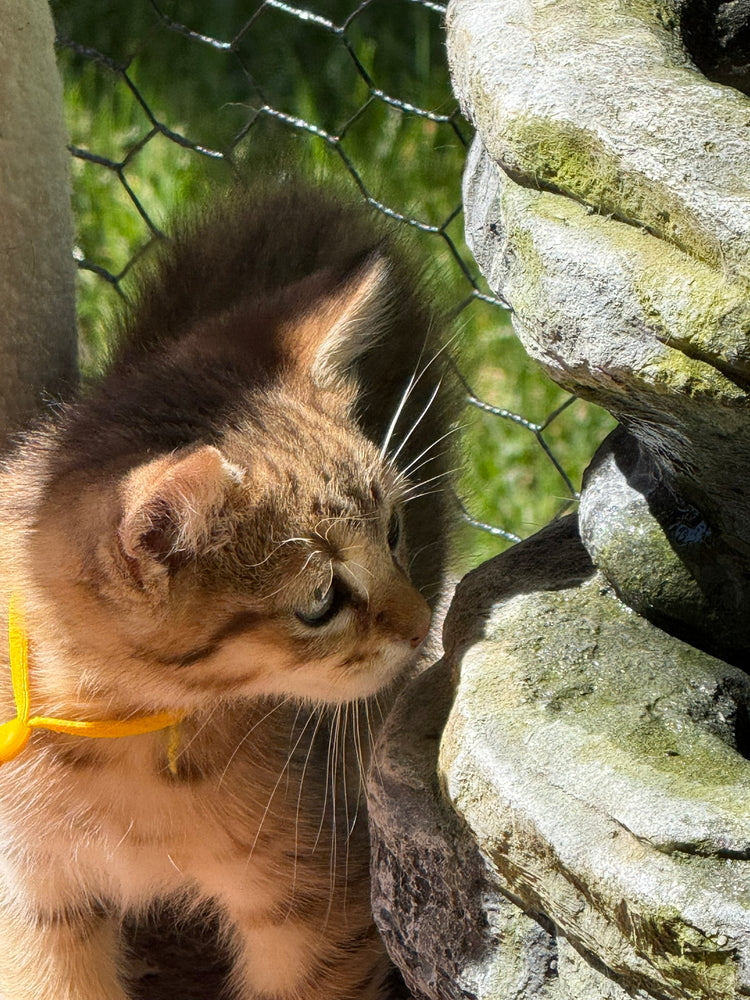Princess - Yellow Collar