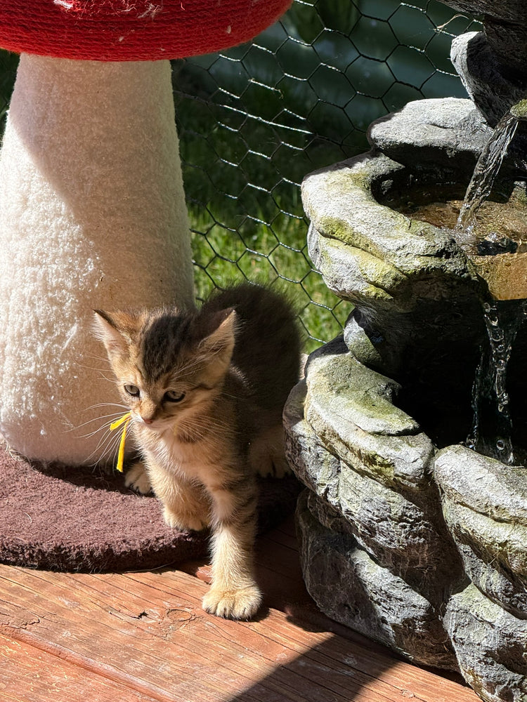 Princess - Yellow Collar