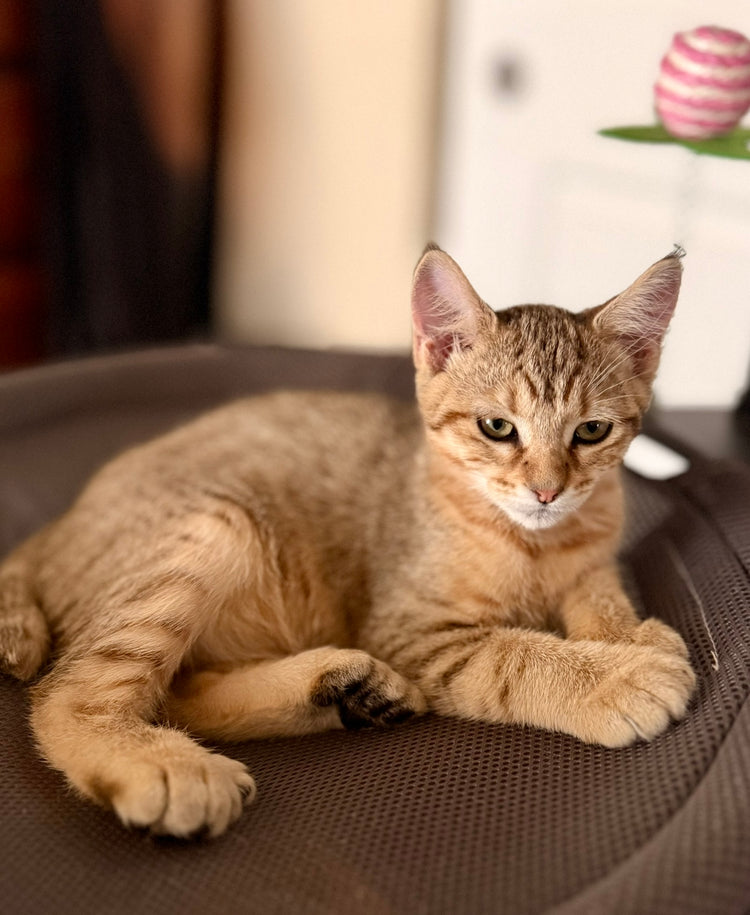 Princess - Yellow Collar