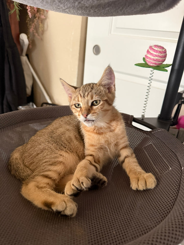 Princess - Yellow Collar
