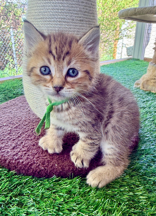 ** Reserved **  Loki - Green Collar