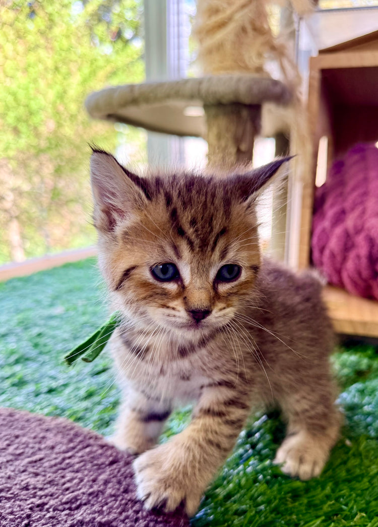 ** Reserved **  Loki - Green Collar