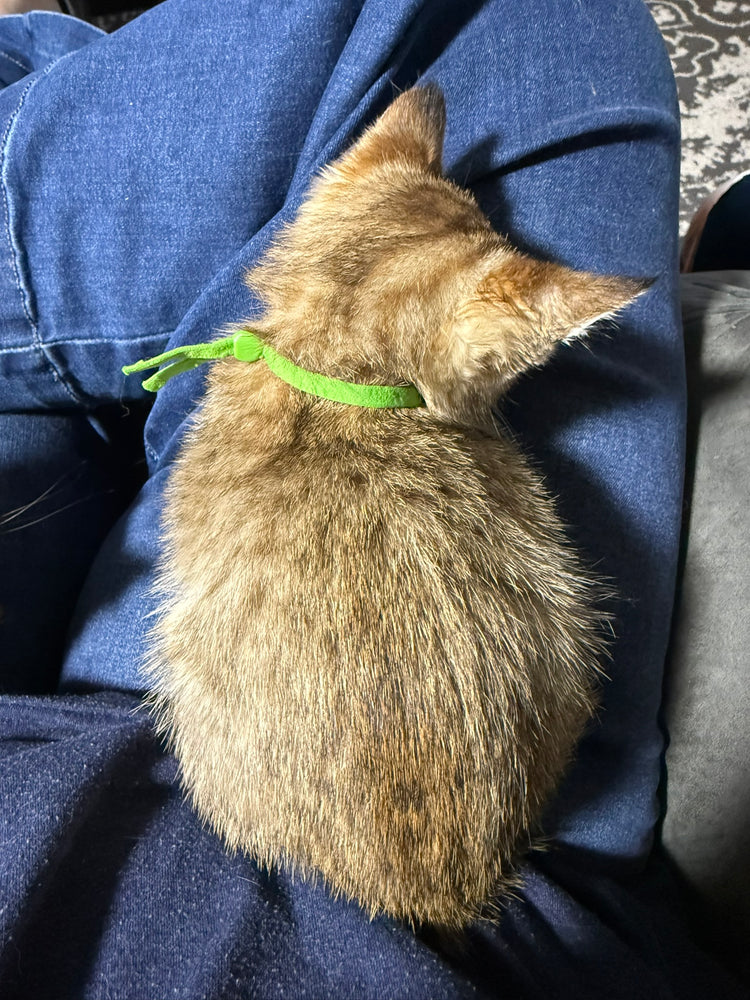 Riley - Green Collar