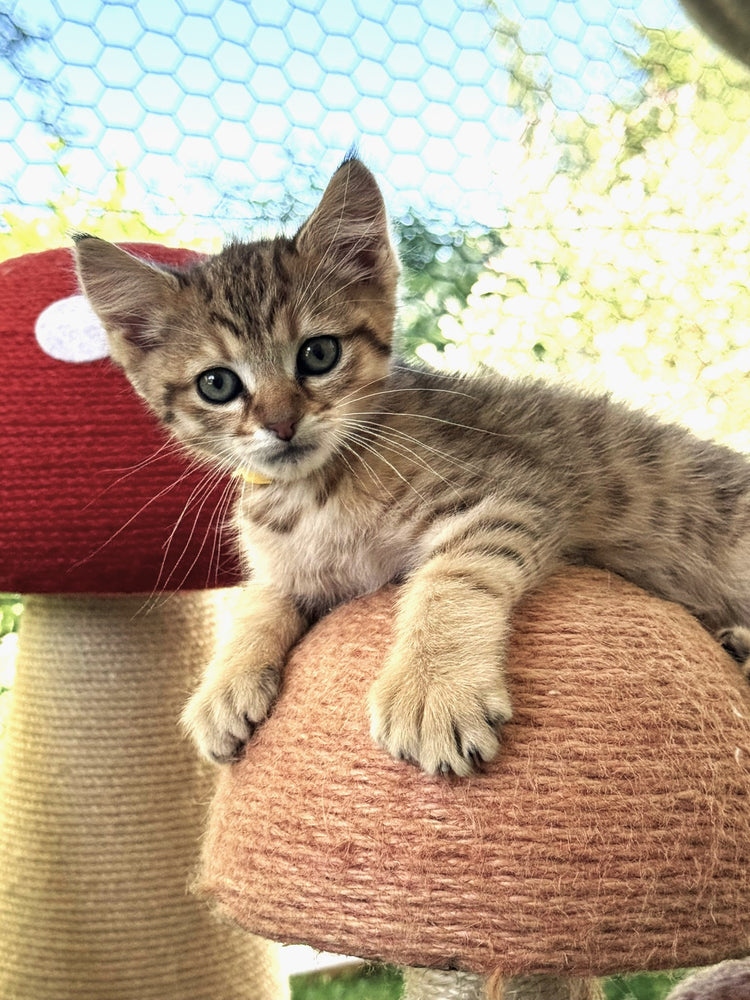 Princess - Yellow Collar