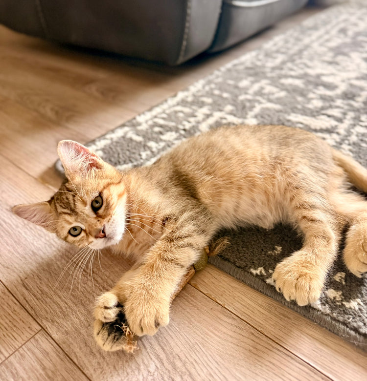 Koda - Orange/Black Collar