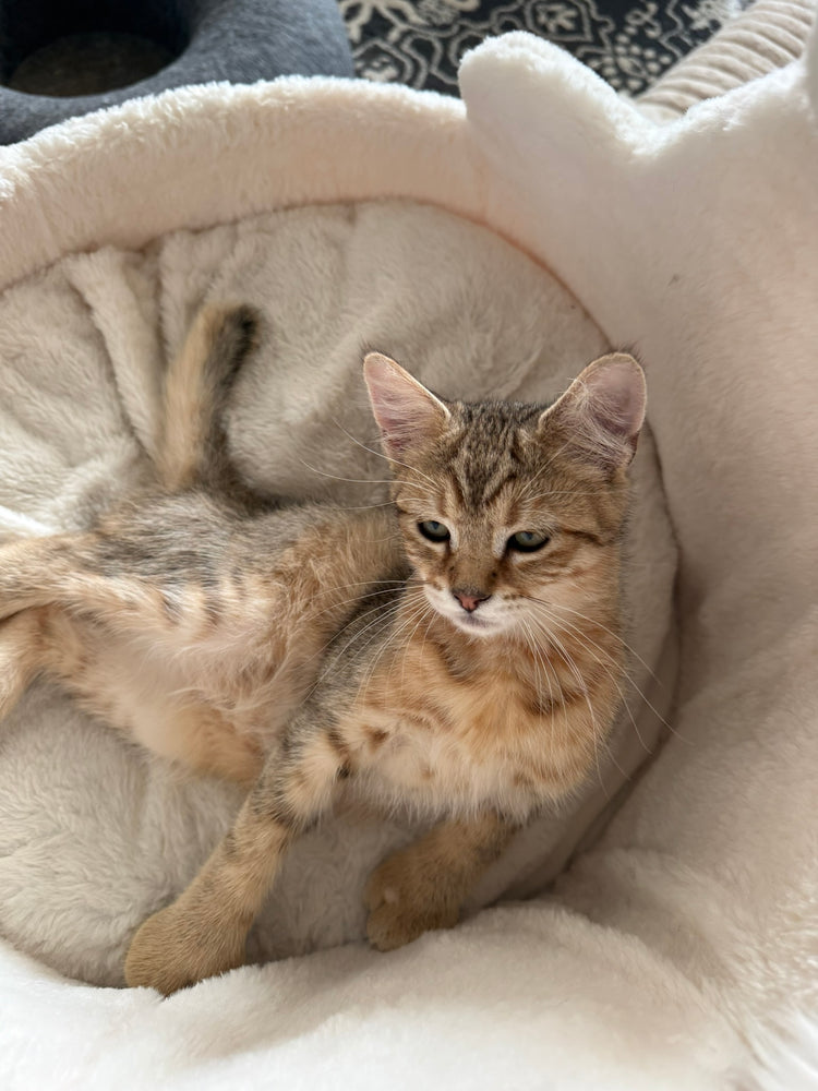 Koda - Orange/Black Collar