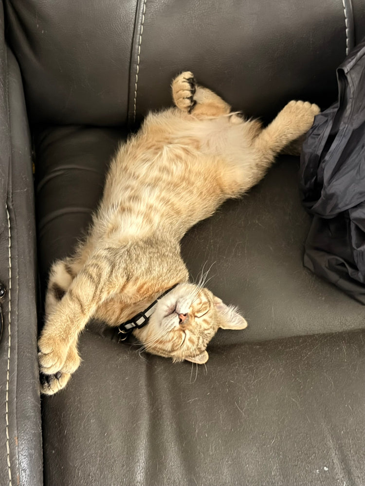 Koda - Orange/Black Collar